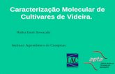 Caracterização Molecular de Cultivares de Videira. Instituto Agronômico de Campinas Haiko Enok Sawazaki.