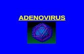ADENOVIRUS. ADENOVIRUS Vírus de DNA isolados inicialmente de tecidos de adenóides em 1953.