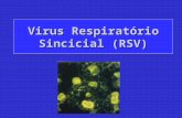 Virus Respiratório Sincicial (RSV). Descrito em 1956 A infecção acidental em humanos levou ao reconhecimento do papel deste vírus em infecções humanas.