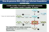 Vírus de genomas RNA e DNA que infectam hospedeiros vertebrados O ácido nucléico viral contém a informação necessária para replicar, montar e espalhar.