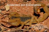 Acidentes por Escorpiões Palmira Cupo Depto. Puericultura e Pediatria Centro de Controle de Intoxicações UE-HCFMRP-USP.