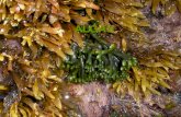 ALGAS. Conceito As algas são seres autótrofos e fotossintetizantes, que diferem das plantas por não possuírem tecidos e órgãos. As algas são seres autótrofos.