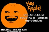 ORGANOLOGIA VEGETAL II – Órgãos reprodutivos BIOLOGIA – YES, WE CAN! Prof. Thiago Moraes Lima.