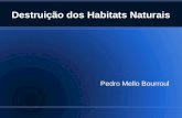 Destruição dos Habitats Naturais Pedro Mello Bourroul.