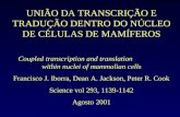 UNIÃO DA TRANSCRIÇÃO E TRADUÇÃO DENTRO DO NÚCLEO DE CÉLULAS DE MAMÍFEROS Coupled transcription and translation within nuclei of mammalian cells Francisco.