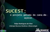 SUCEST SUCEST: Felipe Rodrigues da Silva Embrapa Recursos Genéticos e Biotecnologia o projeto genoma da cana-de-açúcar.