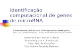 Identificação computacional de genes de microRNA Alexandre dos Santos Cristino Bruno Augusto N. Travençolo César Beltrán Castañón Elza Helena Andrade Barbosa.
