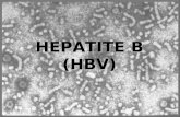 HEPATITE B (HBV). Existência de uma forma de hepatite transmitida por via parenteral (1885) Surtos atribuídos ao uso de vacinas preparadas com soro convalescente.