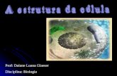 Prof: Daiane Luana Glaeser Disciplina: Biologia Comparação: Célula procarionte/ célula eucarionte Célula procarionteCélula eucarionte.