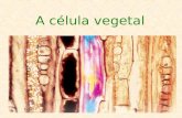 A célula vegetal. A célula vegetal: visão geral A membrana plasmática Características: Bicamada de lipídeos com proteínas embebidas Anfipática.
