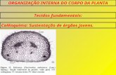 ORGANIZAÇÃO INTERNA DO CORPO DA PLANTA Tecidos fundamentais: Colênquima: Sustentação de órgãos jovens.