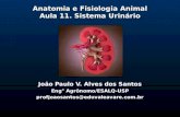 Anatomia e Fisiologia Animal Aula 11. Sistema Urinário João Paulo V. Alves dos Santos Eng° Agrônomo/ESALQ-USP profjoaosantos@eduvaleavare.com.br.