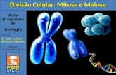 Aula Programada Biologia Tema: Divisão celular: Mitose e Meiose Paulo paulobhz@hotmail.com Divisão Celular: Mitose e Meiose.
