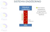 Glândula endócrina Alvo Hormônio (peptídeos, aminoácidos modificados ou lipídios) Vaso sanguíneo.