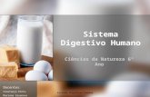 Ciências da Natureza 6º AnoCiências da Natureza 6º Ano Docentes : Constança Pinto Mariana Casanova Sistema Digestivo Humano.