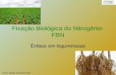1 Fixação Biológica do Nitrogênio FBN Ênfase em leguminosas Fotos: Stoller do Brasil Ltda