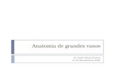 Anatomia de grandes vasos Dr. André Oliveira Fonseca R1 de Hemodinâmica SCRP.