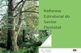 Reforma Estrutural do Sector Florestal 31 Outubro de 2003 1.