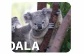 O meu animal preferido Koala O nome koala deriva do dialeto aborígene e significa não bebe. O nome científico deriva das palavras gregas phaskolon (bolsa)