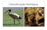 Classificação Biológica. A importância da classificação biológica O mundo vivo é constituído por uma enorme variedade de organismos. Para estudar essa.