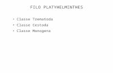 FILO PLATYHELMINTHES Classe Trematoda Classe Cestoda Classe Monogena.