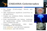 CNIDARIA-Celenterados Do Grego (Cnid=urtiga), devido aos cnidócitos São organismos aquáticos (marinhos ou de água doce) Podem ser solitários (hidra, medusa)