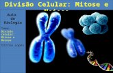 Aula de Biologia Tema: Divisão celular: Mitose e Meiose Dirceu Lopes Divisão Celular: Mitose e Meiose.