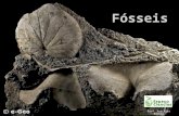 Fósseis Prof. Ana Rita Rainho. O que é um fóssil? o Fósseis são: o Restos de seres vivos o ou vestígios da sua atividade o que ficaram preservados nas.