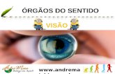 Www.andremaiabio. com.br ÓRGÃOS DO SENTIDO VISÃO.