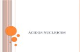 Á CIDOS NUCLEICOS. Os ácidos nucléicos são macromoléculas de natureza química, formadas por nucleotídeos, compondo o material genético contido nas células.