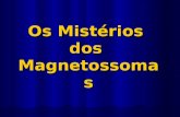 Os Mistérios dos Magnetossomas O que são os Magnetossomas? Pequenas partículas; vesículas Contêm cristais férricos: magnetite e pirite envolvidos por.