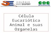 Célula Eucariótica Animal e suas Organelas. Célula Eucariótica Animal.