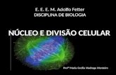 E. E. E. M. Adolfo Fetter DISCIPLINA DE BIOLOGIA NÚCLEO E DIVISÃO CELULAR Profª Maria Cecília Madruga Monteiro.
