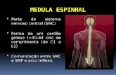 MEDULA ESPINHAL Parte do sistema nervoso central (SNC) Forma de um cordão grosso ( 40-44 cm) de comprimento (de C1 a L1) Comunicação entre SNC e SNP e.
