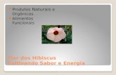 Flor dos Hibiscus Cultivando Sabor e Energia Produtos Naturais e Orgânicos Alimentos Funcionais.