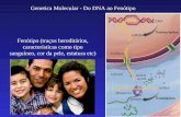 Genetica Molecular - Do DNA ao Fenótipo Fenótipo (traços hereditários, características como tipo sanguíneo, cor da pele, estatura etc)