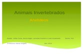 Animais Invertebrados Anelídeos Equipe: Arthur Celso, Bruna Giglio, Leonardo Pancieri e Luiza Cavalcante. Turma: 7m1 Professora: Eliana SalgadoAno: 2013.