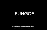 FUNGOS Professor: Warley Ferreira. CARACTERÍSTIAS GERAIS Eucariontes Heterotróficos Corpo filamentoso ou unicelulares Reserva energética: glicogênio Parede.