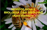 MORFOLOGIA E BIOLOGIA DAS ABELHAS Apis mellifera.