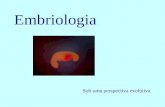 Embriologia Sob uma perspectiva evolutiva. Multicelularidade Resultado de uma cooperação entre células Resultado da presença de mecanismos de adesão intercelular.
