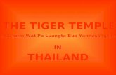 MONASTÉRIO WAT PA LUANGTA BUA YANNASAMPANNO O Templo do Tigre na Tailândia é um lugar onde foi formado um extraordinário vínculo entre o homem e o mundo.