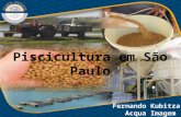 Fernando Kubitza Acqua Imagem. Fonte: IBAMA (2000 a 2007) e MPA (2008 a 2010). Pesca: - 1,07% ao ano Piscicultura: 9,11% ao ano.