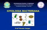 CITOLOGIA BACTERIANA Profº Renato Varges. CITOLOGIA BACTERIANA As células são as unidades fundamentais dos seres vivos Bactérias são os menores seres.
