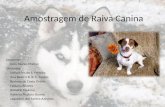 Amostragem de Raiva Canina Doscente: Cáris Nunes Maroni Discentes: Stéfani Íris de S. Ferreira Ana Beatriz B. B. C. Favaro Bárbara da Costa Osório Fabiana.