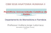 CBB 5018 ANATOMIA HUMANA II Pontifícia Universidade Católica de Goiás Departamento de Biomedicina e Farmácia Professor Indíara Jorge Latorraca Biomédico.