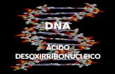 DNA ÁCIDO DESOXIRRIBONUCLEICO. DNA Ácido nucleico em dupla hélice que contém as instruções usadas no desenvolvimento e funcionamento de todos os seres.