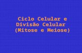 Ciclo Celular e Divisão Celular (Mitose e Meiose).