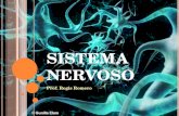 S ISTEMA N ERVOSO Prof. Regis Romero. O sistema nervoso é o mais complexo e diferenciado do organismo, sendo o primeiro a se diferenciar embriologicamente.