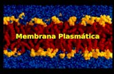Membrana Plasmática. Algumas funções da membrana plasmática SEPARARINTEGRAR.