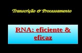Transcrição & Processamento RNA: eficiente & eficaz.